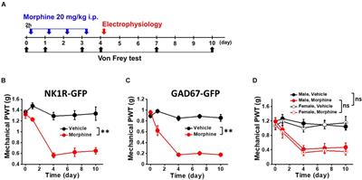 Neuron Type-Dependent Synaptic Activity in the Spinal Dorsal Horn of Opioid-Induced Hyperalgesia Mouse Model